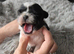 Stunning shihtzus puppies 4 girls £995