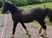 Unregistered sec d yearling colt