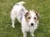 Jack Russell terrier