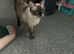 Female ragdoll for sale