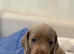 KC registered MINATURE dachshunds