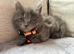 Maine Coon Kittens 1 Male 2 Females