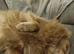 Kc registered pomeranian girl