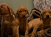 Fox red pups