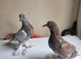 Beautiful young turkish takla pigeon available