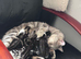 British Short Hair kittens