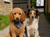 Beautiful family reared cockapoo pups