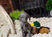 ️Adorable KC-Registered Weimaraner Puppies️