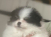 5* K C Registered Pomeranians puppies