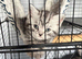 Beautiful GCCF silver and black tabbies.