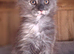 2 Beautiful Maine Coon Kittens