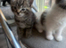 Fluffy kittens