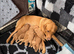 Beutiful litter of 5 puppies
