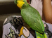 Male Yellow Naped Amazon
