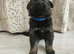 Pedigree German Shepherd Puppies