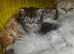 Persian kittens