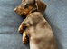 Just One Beautiful Puppy Left!