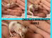Fancy mice