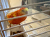 Orange and yellow / red rump parrot