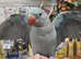 Stunning super tame baby mutation rare blue alexanderine