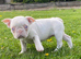 Reduced Last female Pink KC registered French Bulldog puppy