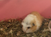 3 beautiful Sows/girls 1 boar available