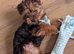 Yorkshire Terrier Puppy