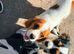 Lovable Cavalier King Charles Spaniel Brothers Looking for a New Home