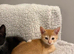 STUNNING ABYSSINIAN MIXED READY TO LEAVE!