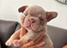 Puppy’s