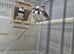 Bengalese finches and Diamond firetail finches for sale