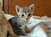 Ginger Grey Tabby Bengal X kittens