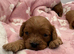 Cavapoo puppies F1