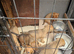 Plummer cross lakeland terrier puppy's