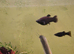 Young Black Mollies