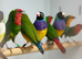 Golden finches