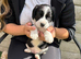 7 adorable cocker spaniel/labrador