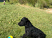 Patterdale girl 14 months well trained you won’t find a better dog that’s well trained just not going to be a worker