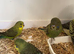 Blackwing budgies