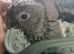Supper silly tame conure