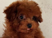 Asian tiny deep red poodle girl 10month