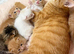 Kittens ready now
