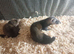 Hob ferret kits