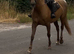 6yo palomino mare