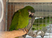 Proven hahns macaw cock bird