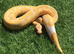 Royal Python for sale