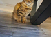 Pixie bob mixed kittens