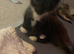 11 kittens looking for homes!