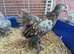 Rare pair of chocolate laced pekins available.