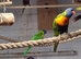 Lorikeets 2 males available